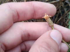 Taraxacum bessarabicum