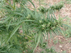 Cannabis sativa sativa