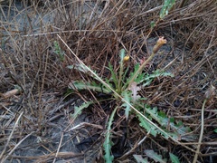 Taraxacum bessarabicum