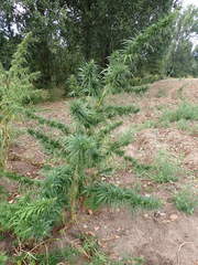 Cannabis sativa sativa