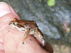 Rana dalmatina