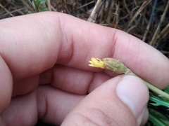 Taraxacum bessarabicum