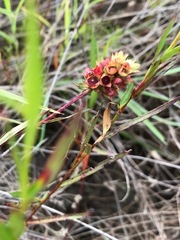 Ludwigia suffruticosa