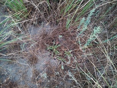 Taraxacum bessarabicum