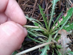 Taraxacum bessarabicum