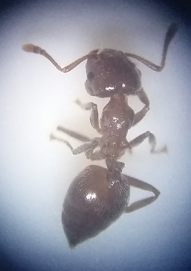 Crematogaster gambiensis krantziana