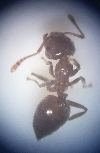 Crematogaster gambiensisCrematogaster gambiensis