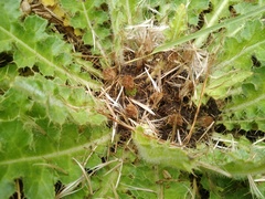 Cirsium acaule esculentum