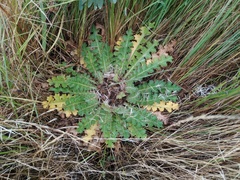 Cirsium acaule esculentum