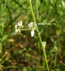 Desmodium tweedyi