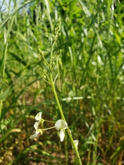 Desmodium tweedyi