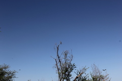 Microcarbo africanus