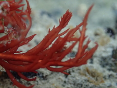 Sarcodiotheca