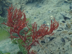 Sarcodiotheca