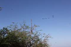 Microcarbo africanus