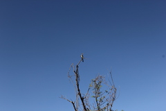 Microcarbo africanus