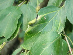 Trichochermes walkeri