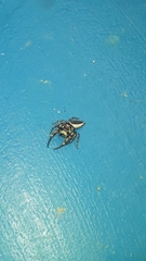 Metaphidippus smithi