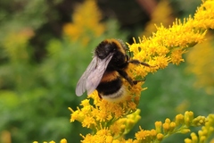 Bombus