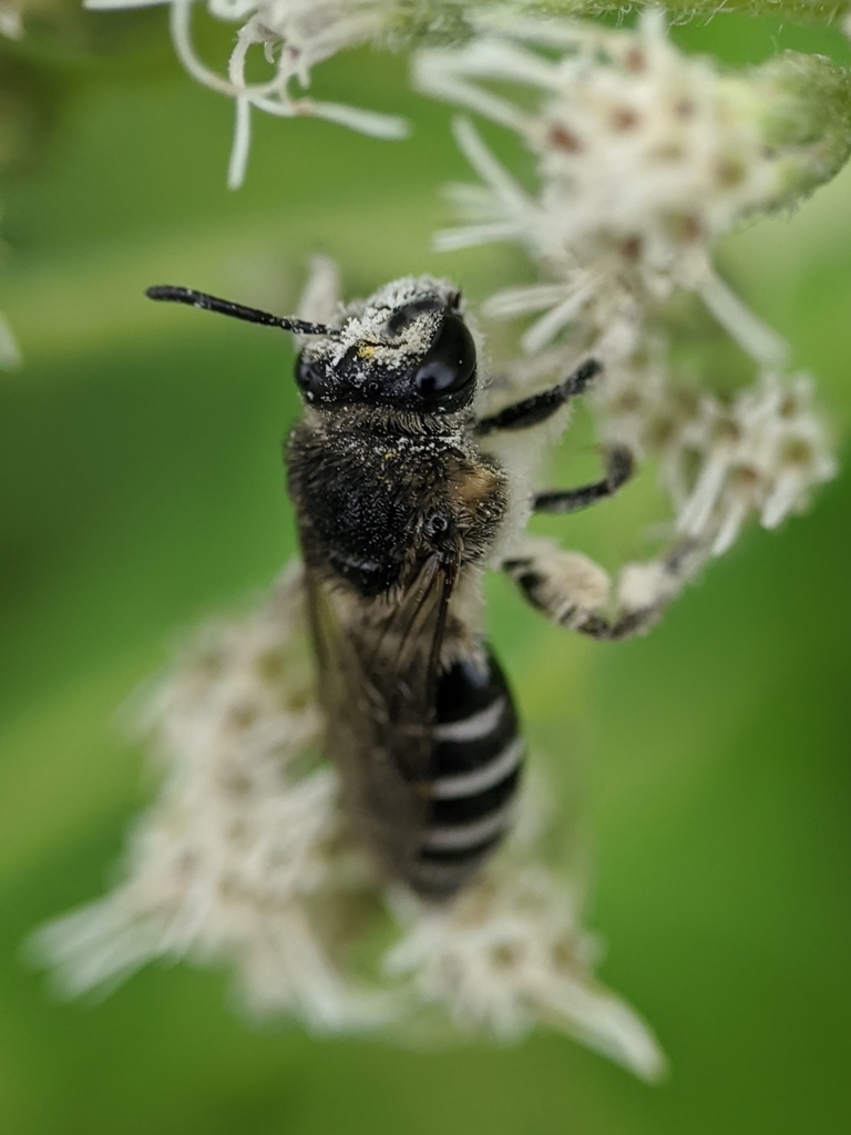 Spine-shouldered Cellophane Bee