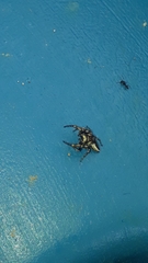 Metaphidippus smithi