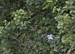 Poecile palustris
