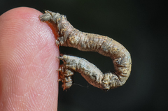 Hypomecis punctinalis