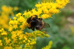 Bombus