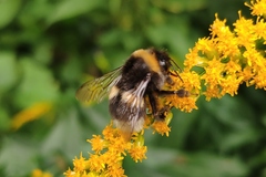 Bombus