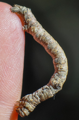 Hypomecis punctinalis