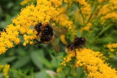 Bombus