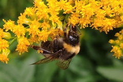 Bombus