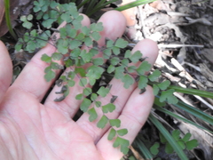 Adiantum atroviride