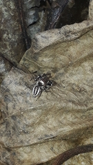 Metaphidippus smithi