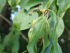 Trichochermes walkeri