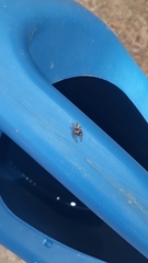 Metaphidippus smithi