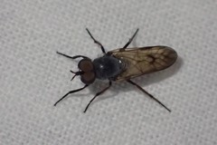 Ozodiceromyia nigrimana