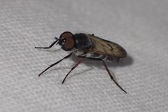Ozodiceromyia nigrimana