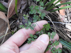Adiantum atroviride