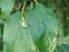 Trichochermes walkeri