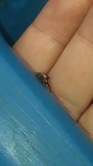 Metaphidippus smithi