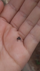 Metaphidippus smithi