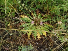 Cirsium acaule esculentum