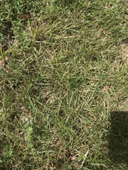 Anthosachne kingiana multiflora