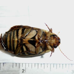 Dytiscus alaskanus