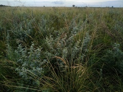 Halimodendron halodendron