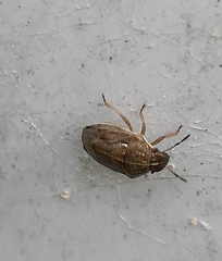 Neottiglossa pusilla