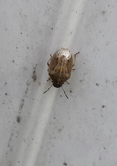 Neottiglossa pusilla