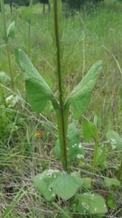 Verbesina tetraptera