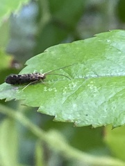 Annulipalpia